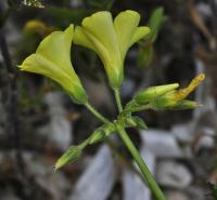 Oxalis pes-caprae