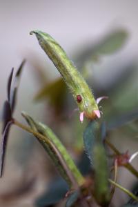 Oxalis corniculata