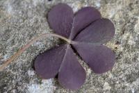 Oxalis corniculata