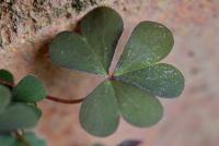 Oxalis corniculata