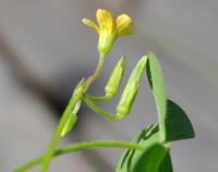 Oxalis corniculata