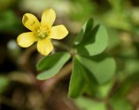 Oxalis corniculata