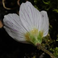 Oxalis acetosella