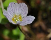 Oxalis acetosella