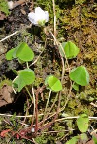 Oxalis acetosella