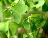 Oxalis debilis