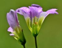 Oxalis debilis