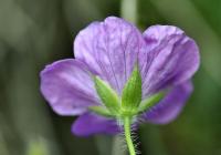 Geranium sanguineum