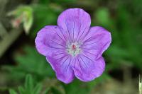 Geranium sanguineum