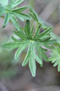 Geranium sanguineum