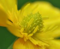 Ranunculus repens