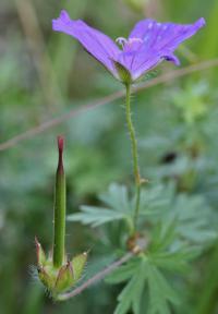 Geranium sanguineum