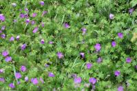 Geranium sanguineum