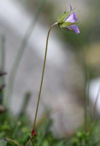 Geranium columbinum