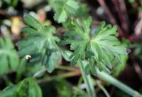 Geranium columbinum