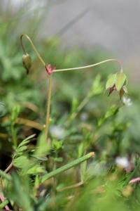 Geranium columbinum