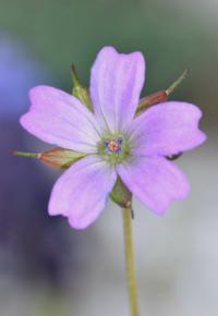 Geranium columbinum