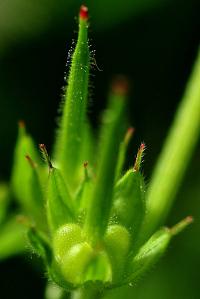 Geranium dissectum