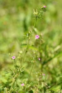 Geranium dissectum