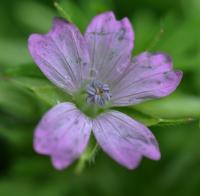 Geranium dissectum