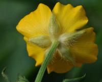 Ranunculus repens