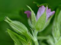 Geranium dissectum