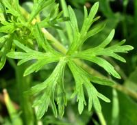 Geranium dissectum