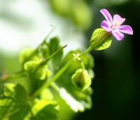 Geranium lucidum