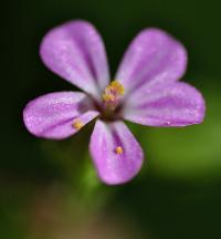 Geranium lucidum