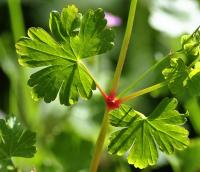 Geranium lucidum