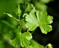 Geranium dissectum