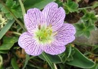 Geranium cinereum subsp. cinereum