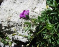 Geranium cinereum subsp. cinereum