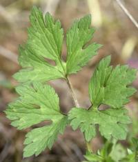 Ranunculus repens