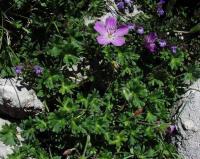 Geranium cinereum subsp. cinereum