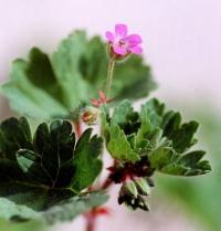 Geranium rotundifolium