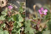 Geranium rotundifolium