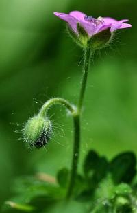 Geranium molle subsp. molle