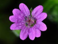 Geranium molle subsp. molle