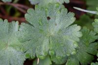 Geranium molle subsp. molle