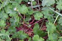 Geranium molle subsp. molle