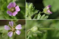 Geranium pusillum 