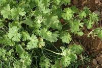 Geranium pusillum 