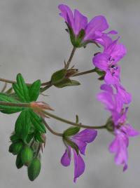 Geranium pyrenaicum