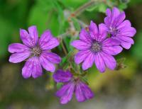 Geranium pyrenaicum