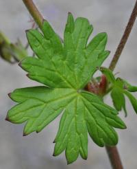 Geranium pyrenaicum