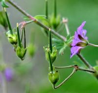 Geranium pyrenaicum