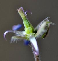 Geranium pyrenaicum