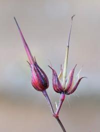 Geranium robertianum subsp. purpureum