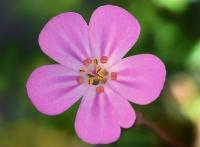 Geranium robertianum subsp. purpureum